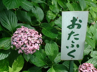 hujinomori04.JPG